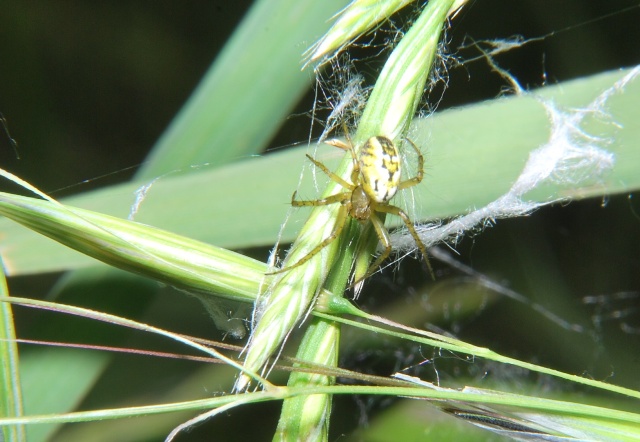 Mangora acalypha - Meldola (FC)